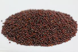 Mustard Seeds Manufacturer Supplier Wholesale Exporter Importer Buyer Trader Retailer in Mumbai Maharashtra India
